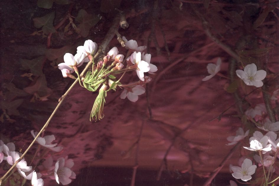 blossom on the Dodder